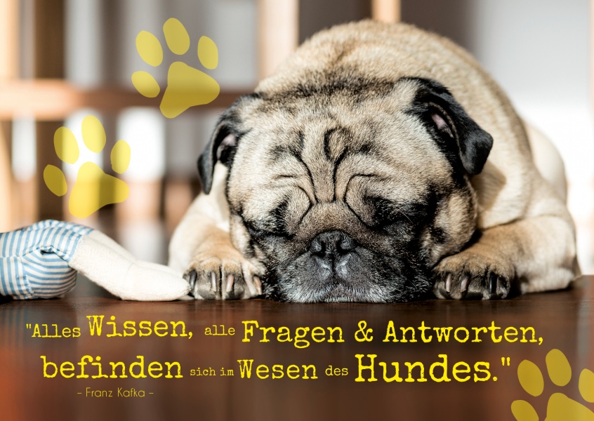 Das Wesen Des Hundes Weisheiten Spruche Zitate Echte Postkarten Online Versenden