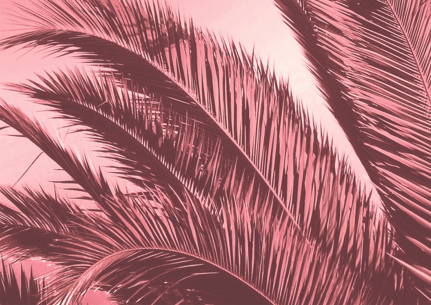 Ballack Art House rosa palms