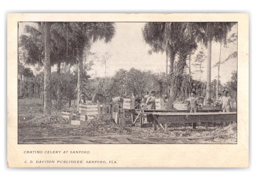 Sanford, Florida, Crating Celery