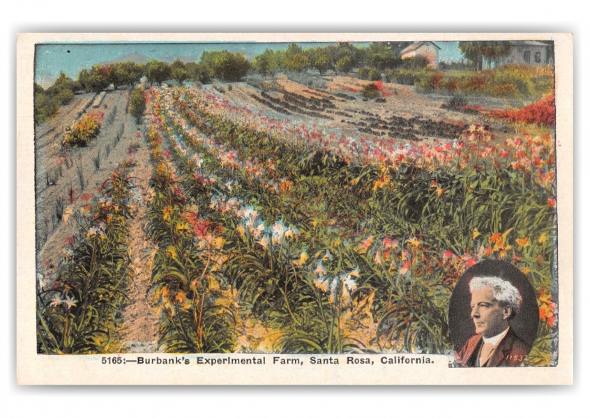 Santa Rosa California Burbank's Experimental Farm