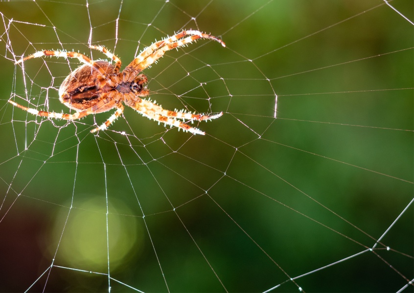 James Graf foto spider