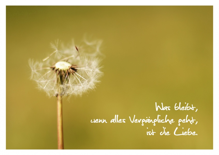 49+ Pusteblume spruch trauer , Die Liebe bleibt für immer Trauerkarten 😔💌 Echte Postkarten online versenden