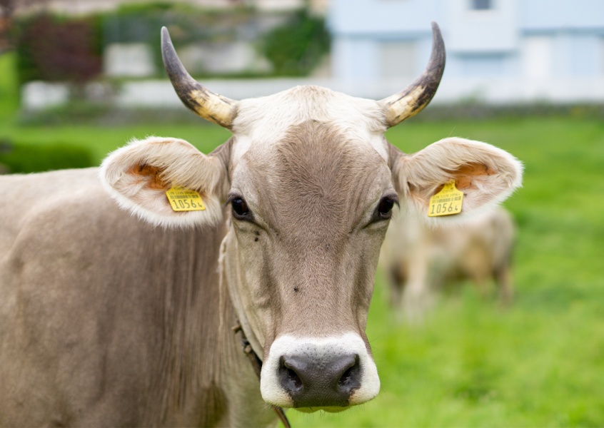 James Graf foto de la vaca
