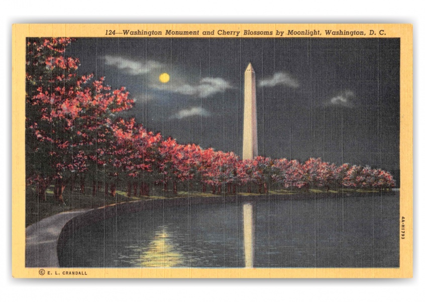 Washington DC Washington Monument and Cherry Blossoms by Moonlight