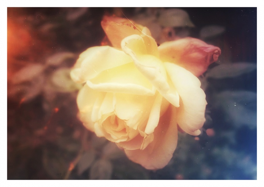 Photo of a white rose