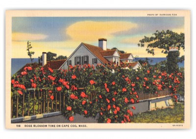    Cape Cod, Massachusetts, Rose Blossom