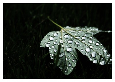 Leaf with big rain drops