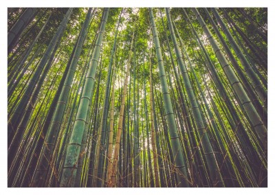 bamboo tree