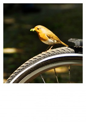 bird on bycicle