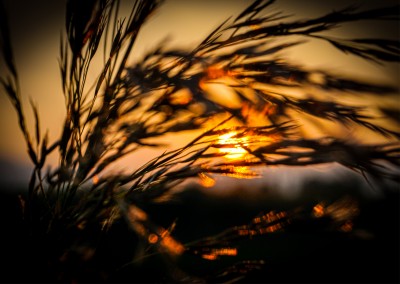 James Graf foto di grano