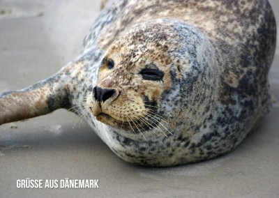 Greetings from Denmark seal