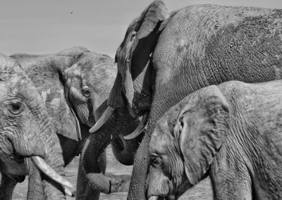 postcard elephants