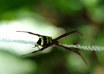 James Graf foto de la araña