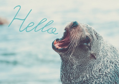 a seal says hello