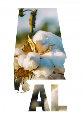 foto de algodão em flor
