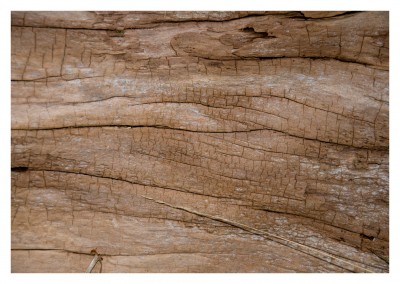 Baum Holz Detail