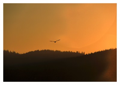 photo of a bird flying over mountains at sundown
