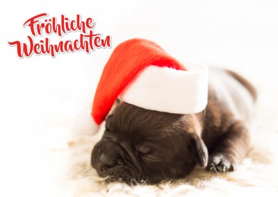 Schriftzug Fröhliche Weihnachten und Hundewelpe mit Weihnachtsmütze