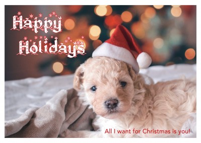 photo little dog puppy with santa claus hat