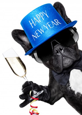 dog with hat and champagne