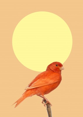 Kubistika red bird with yellow sun in the background