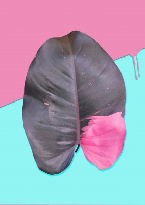 Kubistika pink leaves
