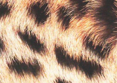 Ballack Arte de la Casa de piel de leopardo
