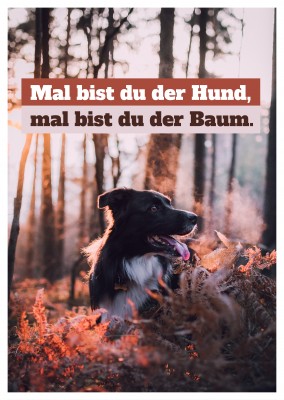 Postkarte Spruch Mal bist du der Hund, mal bist du der Baum.