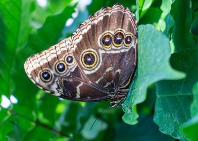 James Graf foto de la mariposa