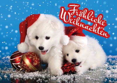 Süße Hunde Babies Welpen mit Weihnachtsmützen Schneeflocken