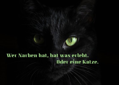 Foto Spruch Wer Narben hat hat eine Katze