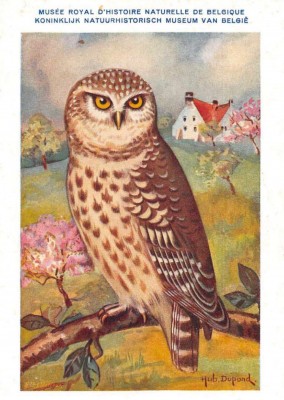 Mary L. Martin Ltd. – Athene Nactua vidalii Owl on Branch Vintage Postcard
