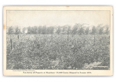 Palm Beach, Florida, Ten Acres of Peppers