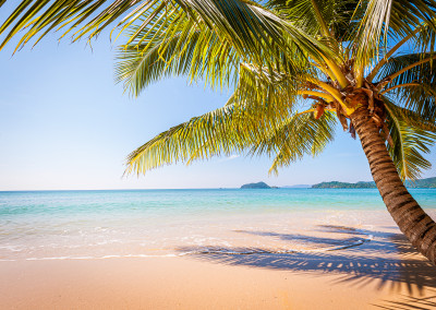Palm Tree Thailand
