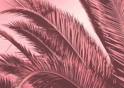 Ballack Art House pink palms