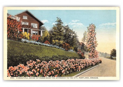 Portland, Oregon, Hedge of Roses