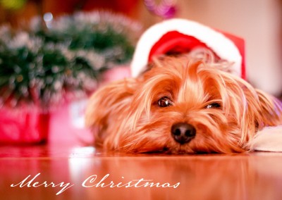 Weihnachtskarte mit Foto von einem Hund mit Weihnachtsmütze
