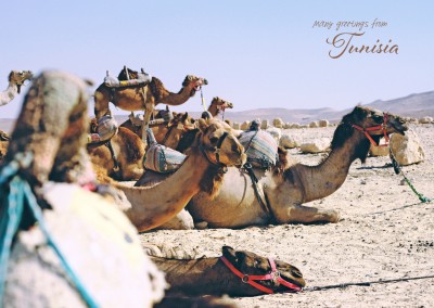 foto von kamelen in der wüsste in tunesien