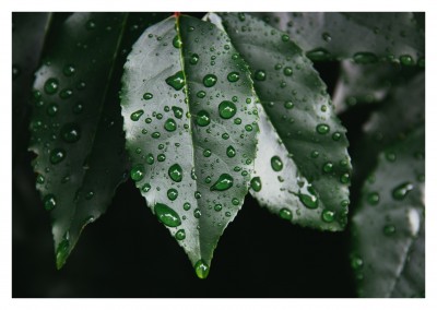 Dark leaf with raindrops