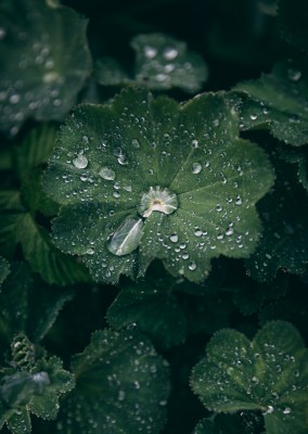 Fotografie mit Regentropfen und Pflanze