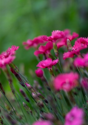 James Graf foto de las flores