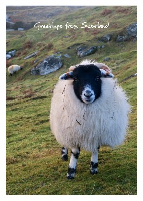 Photo scottisch highland sheep