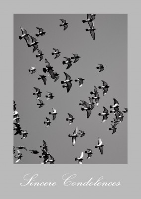 photo swarm of birds on grey ground