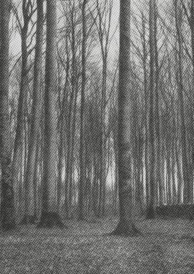 black and white grainy photo forest 