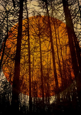 Kubistika schwarzer Wald mit roter Sonne