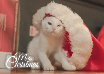 Süßes weißes Kätzchen mit Weihnachtsmütze