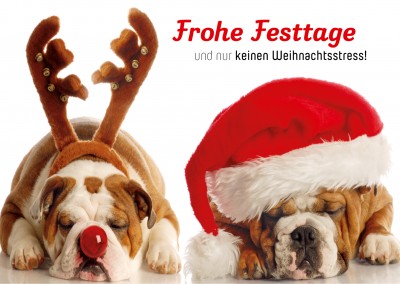 Zwei lustige Hunde mit Geweih und Weihnachtsmütze im Weihnachtsstress